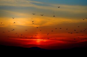 Concord, NC Cremation Services