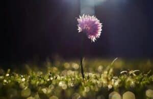 cremation services Salisbury, NC