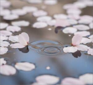 cremation services in Charlotte, NC