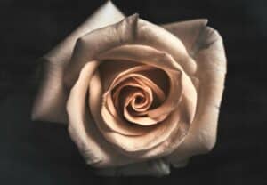 cremation services in Salisbury, NC