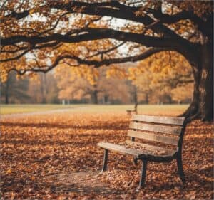 Empty park bench under autumn tree with fallen leaves, cremation services in Charlotte NC