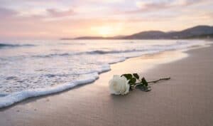 White rose on sandy beach at sunset shoreline, cremation services in Concord NC