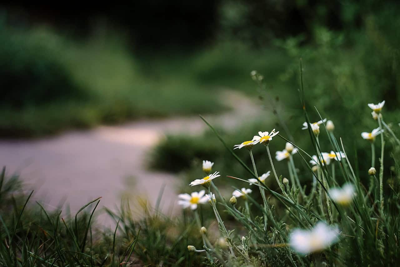 Peaceful wildflowers beside a quiet path symbolizing thoughtful cremation services in Salisbury, NC