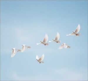 White doves flying peacefully in the sky symbolizing cremation services in Salisbury, NC
